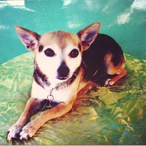 ✨Lulu✨Beloved Companion 2002-2020 Forever Kloset Mascot🐾